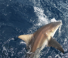 SHARKS
