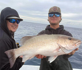Mangrove Snapper