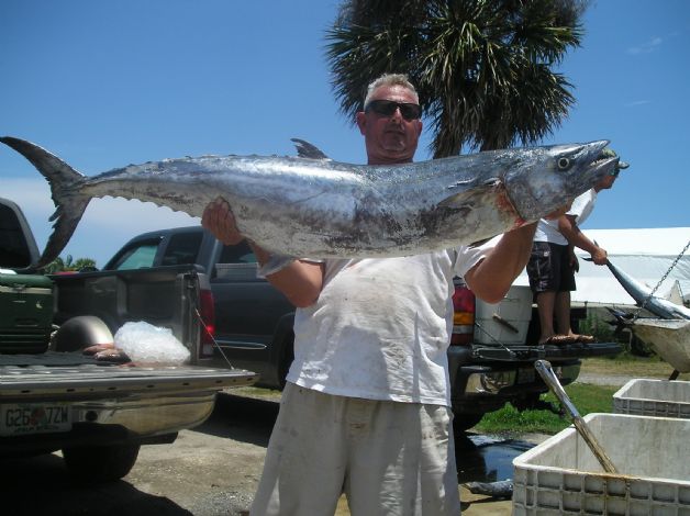 Giant Kingfish